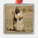 Search for prairie dog ornaments Nature