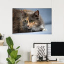 Recherche de chat curieux posters Animal