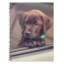Search for labrador notebooks Animal
