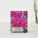 Search for balm cards Monarda