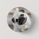 Recherche de carlins badges Animal
