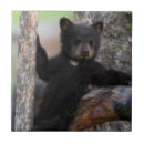 Search for black bear tiles Cub