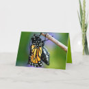 Search for emergency photography Butterfly