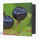Search for ripe binders Fruit