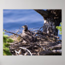 Search for wild chick posters Bird
