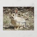 Search for tailed postcards Nature photography