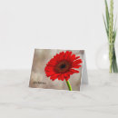 Search for red gerbera Daisy