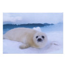 Recherche de moustache posters Animal