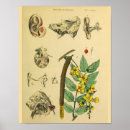 Search for vintage medical medicine posters Anatomy