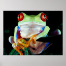 Search for tree frog photography Cute
