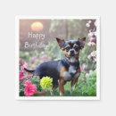 Recherche de chihuahua serviettes Mignon