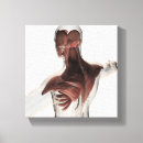 Search for spine canvas prints Anatomy