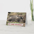 Search for hogs photography Animals