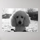 Search for black poodle posters Black and white