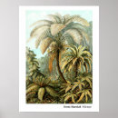 Search for fern art Forms in nature