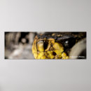 Recherche de serpent venimeux posters Crotale