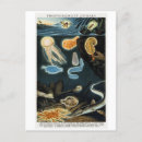 Recherche de animaux vintages cartes postales Mer