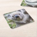 Recherche de koala dessous de verres Animaux