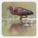 Search for bird face stickers Nature