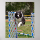 Search for dog agility posters Pets