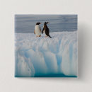 Search for ice square buttons Bird