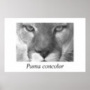 Recherche de puma posters Lion