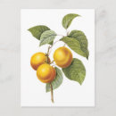 Recherche de abricot cartes postales Botanique