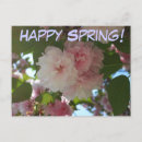 Search for spring cherry blossoms postcards Flower