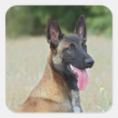 Search for malinois stickers Shepherd