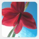 Search for amaryllis stickers Flower