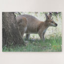 Recherche de wallaby Marsupiaux