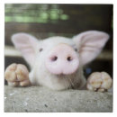 Recherche de porcelet carreaux Animal