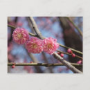 Recherche de fleur prune cartes postales Printemps