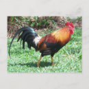 Search for rooster photography Kauai
