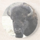 Search for buffaloes coasters Western
