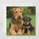 Search for airedales invitations Terrier