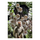 Recherche de nature copie posters Singe