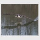Search for eagles wrapping paper Wildlife
