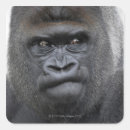 Search for wild gorilla stickers Monkey