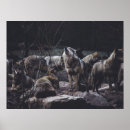 Recherche de meute de loups posters Faune