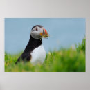 Search for auk posters Puffin