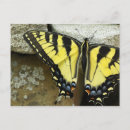 Recherche de tigre rayures cartes postales Jaune