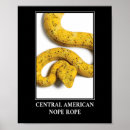 Recherche de serpent venimeux posters Vipère