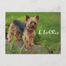 Recherche de yorkshire terrier chien cartes postales Chiot