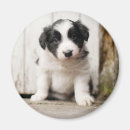 Search for dog portrait magnets Outdoors