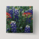 Search for bluebonnet buttons Flower