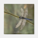 Search for black tailed magnets Wildlife