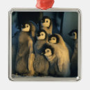 Search for chick ornaments Young