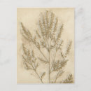 Search for gilded postcards Botanical