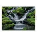 Search for sol postcards Rainforest